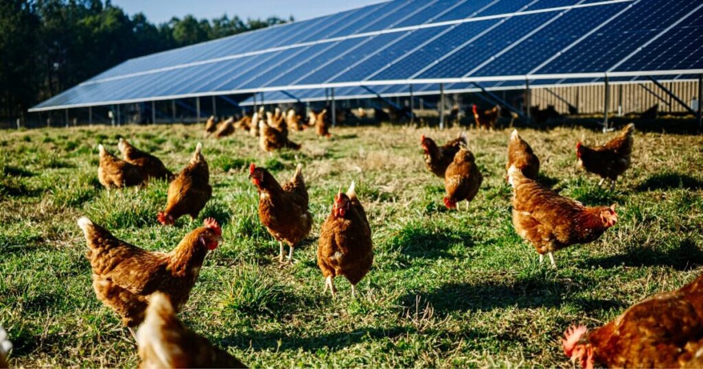 Emergent Solar Energy joins the agrivoltaic trend with nine new projects